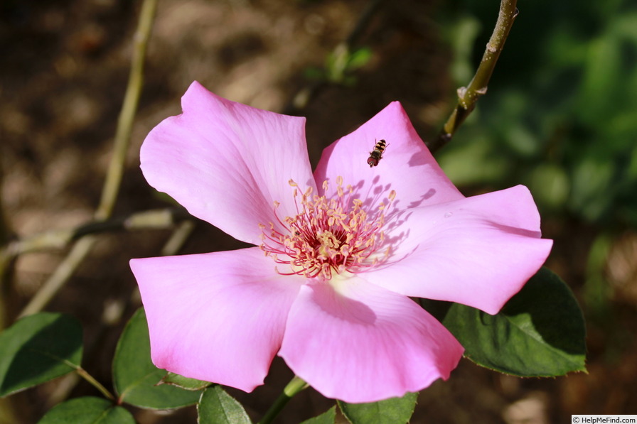 'Pink Angel (hybrid tea, Parkes, 1974)' rose, click to enlarge 'Pink Angel (hybrid tea, Parkes, 1974)' rose photo