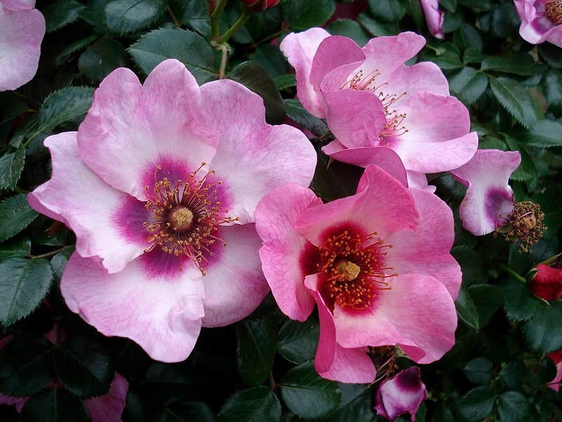 'Peace and Love ® (hybrid hulthemia, Warner, 2006)' rose photo