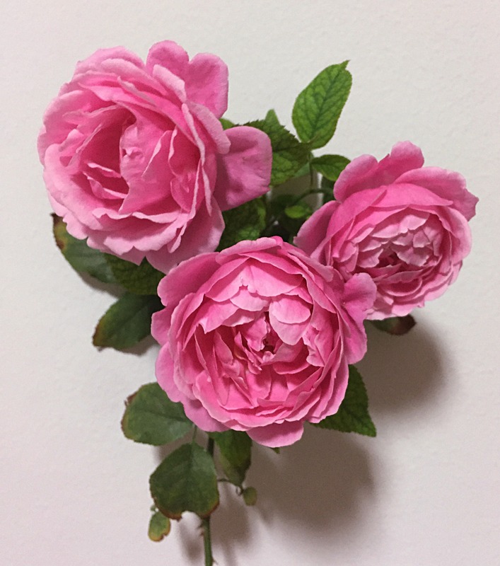 'Soeur Emmanuelle ®' rose photo