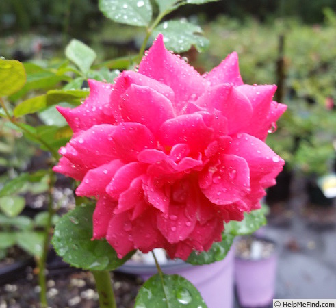 'The Billington Rose' rose photo