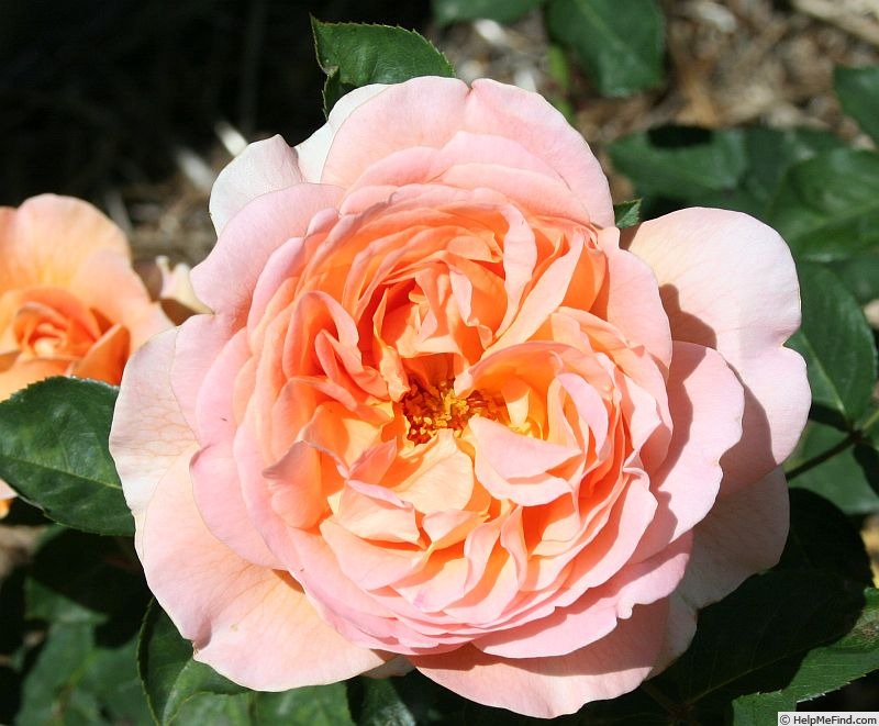 'Whizz Bang' rose photo