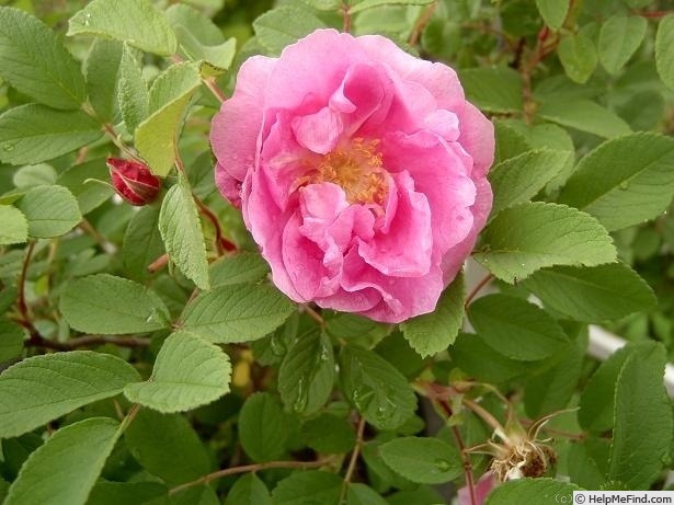 'Ruglauca' rose photo