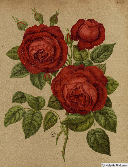 'Prefet Limbourg' rose photo