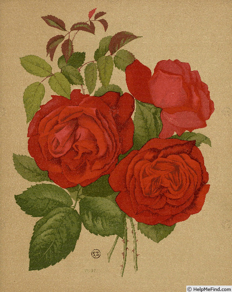 'Gloire de Bourg-la-Reine' rose photo