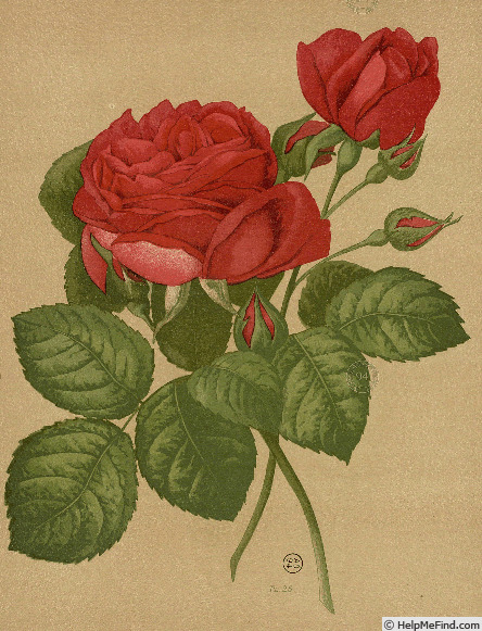 'Comtesse d'Oxford' rose photo