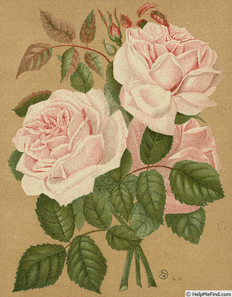 'Captain Christy (hybrid tea, Lacharme, 1873)' rose photo