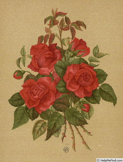 'Alfred K. Williams' rose photo