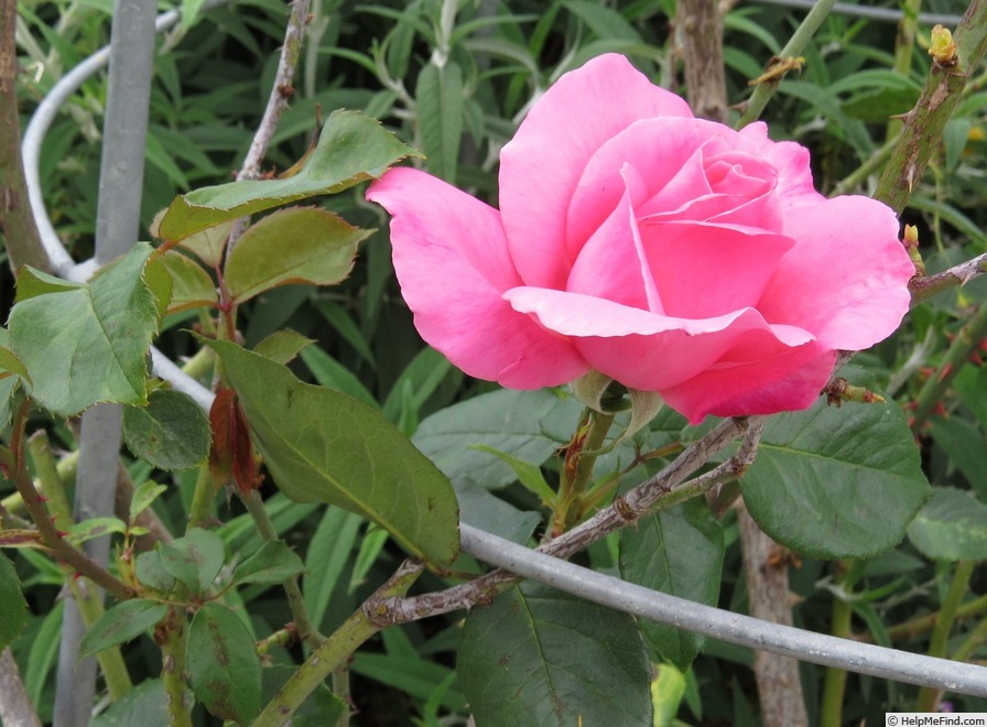 'Percy Thrower Climbing' rose photo