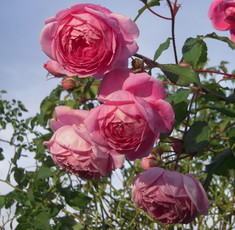 'Alan Titchmarsh' rose, click to enlarge 'Alan Titchmarsh' rose photo