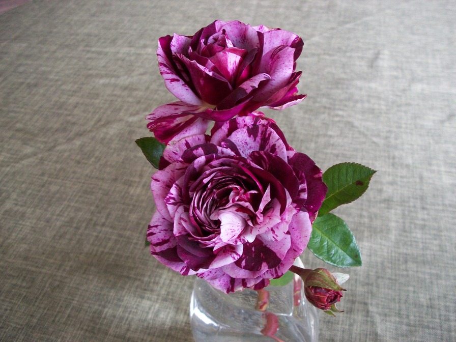 'Burns  Roses'  photo