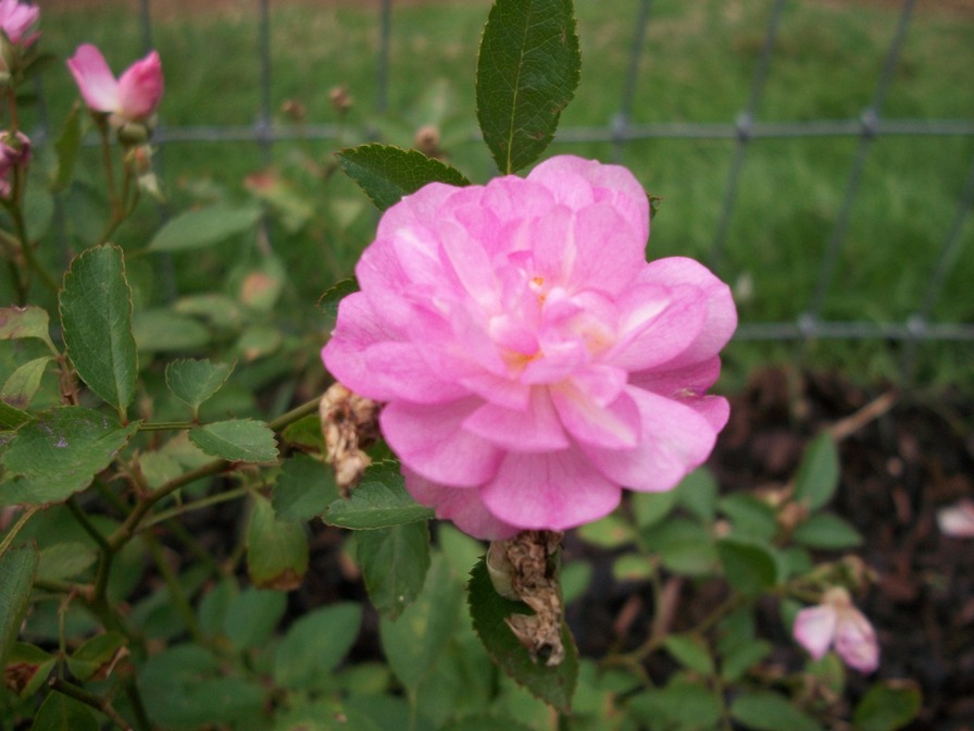 'Burns  Roses'  photo