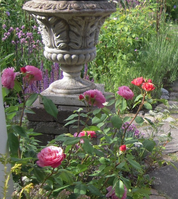 'Ina an' Mona' rose photo