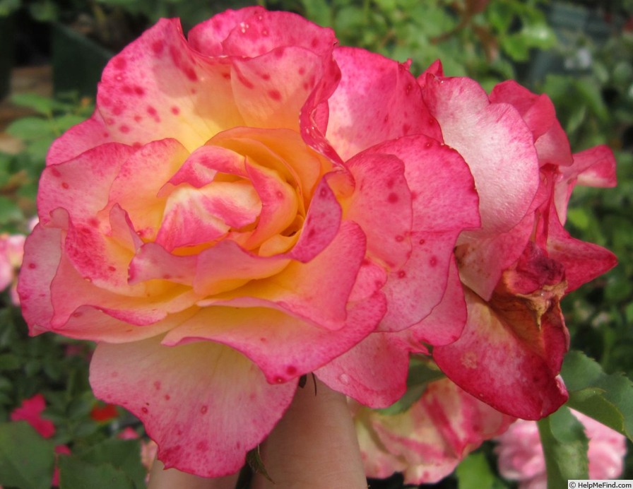 'LandLust ®' rose, click to enlarge 'LandLust ®' rose photo