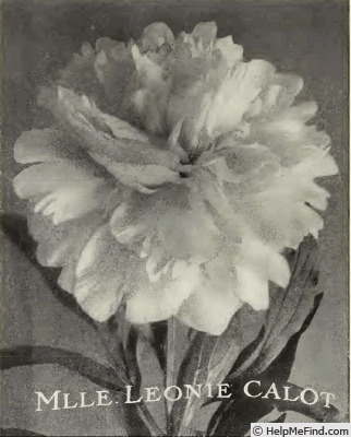 'Mademoiselle Leonie Calot' peony photo