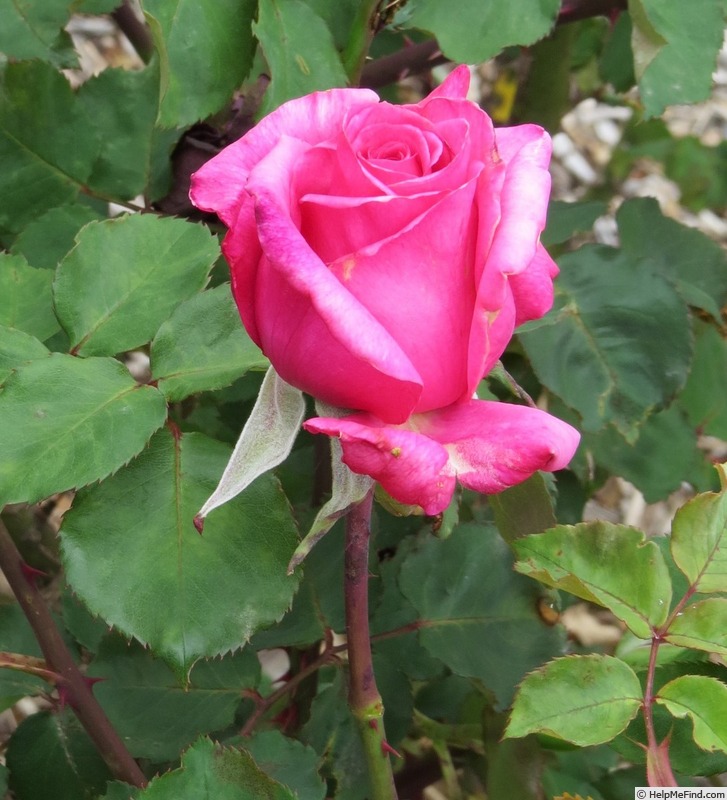'Lady Vera' rose photo