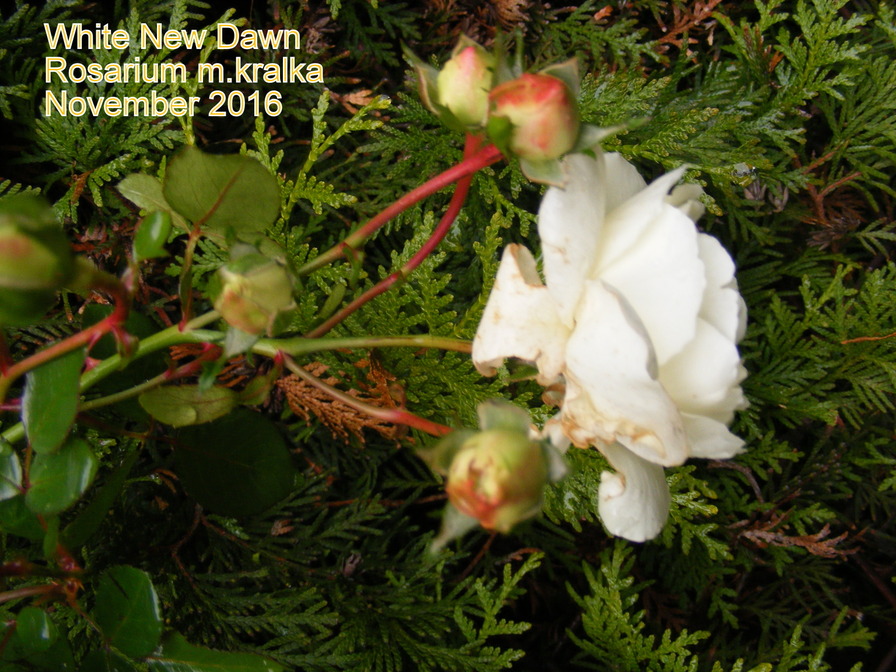 'White New Dawn' rose photo