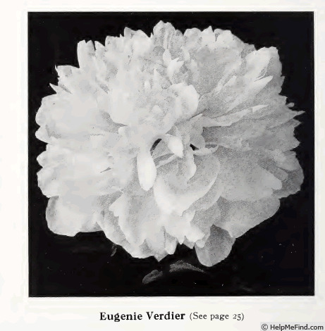 'Eugene Verdier (hybrid lactiflora, Calot, 1864)' peony photo