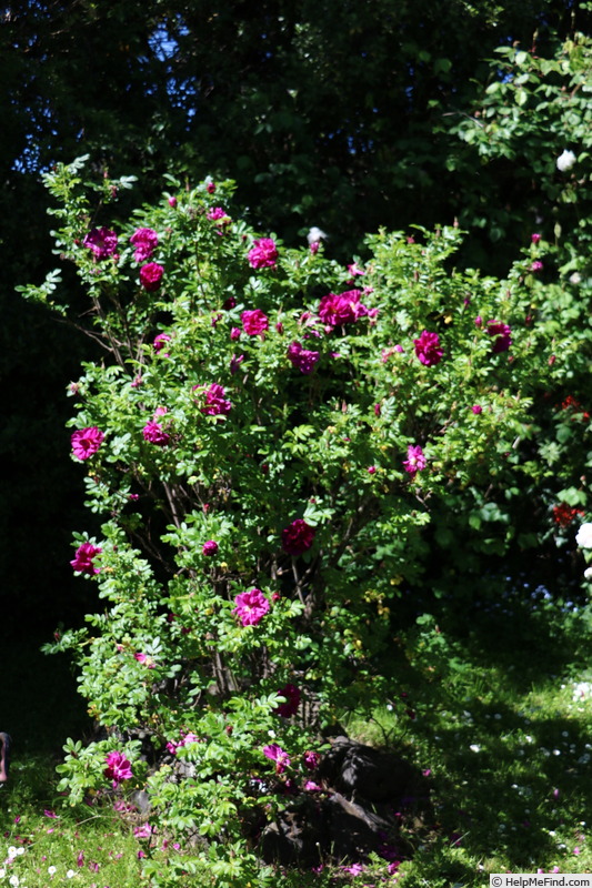 '<i>Rosa rugosa</i> 'Roseraie de l'Haÿ'' rose photo