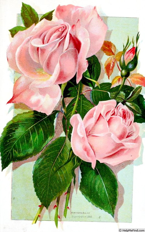 'Catherine Mermet' rose photo