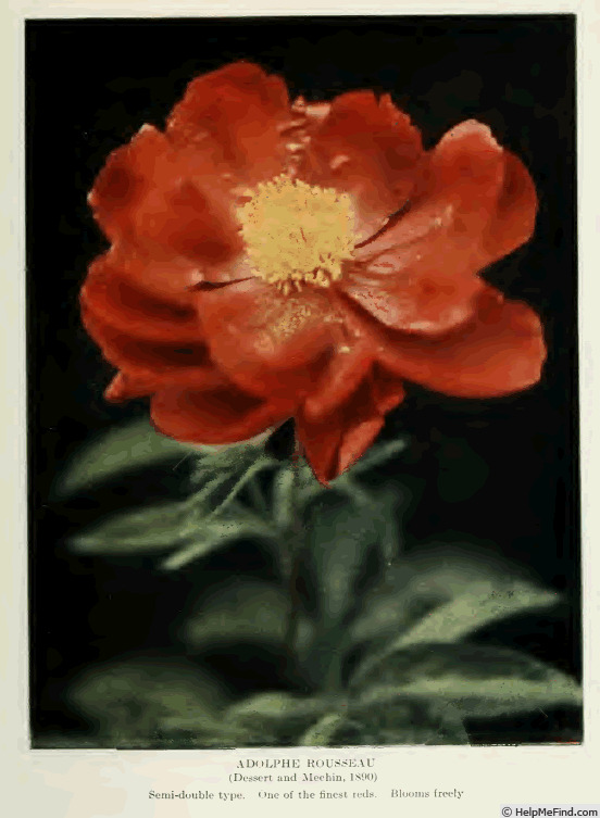 'Adolphe Rousseau' peony photo