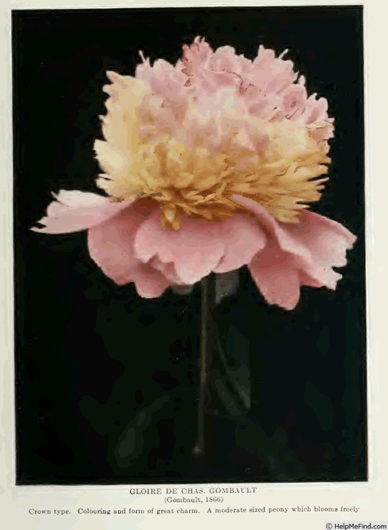 'Gloire de Charles Gombault' peony photo