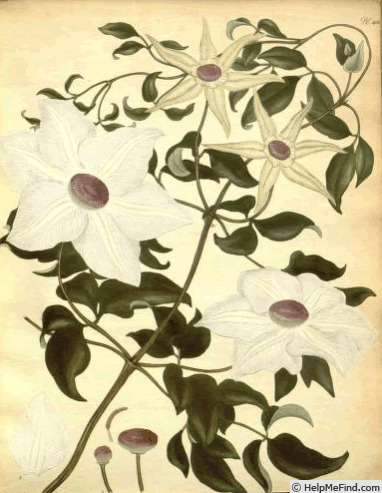 '<i>C. florida</i> Thunb.' clematis photo