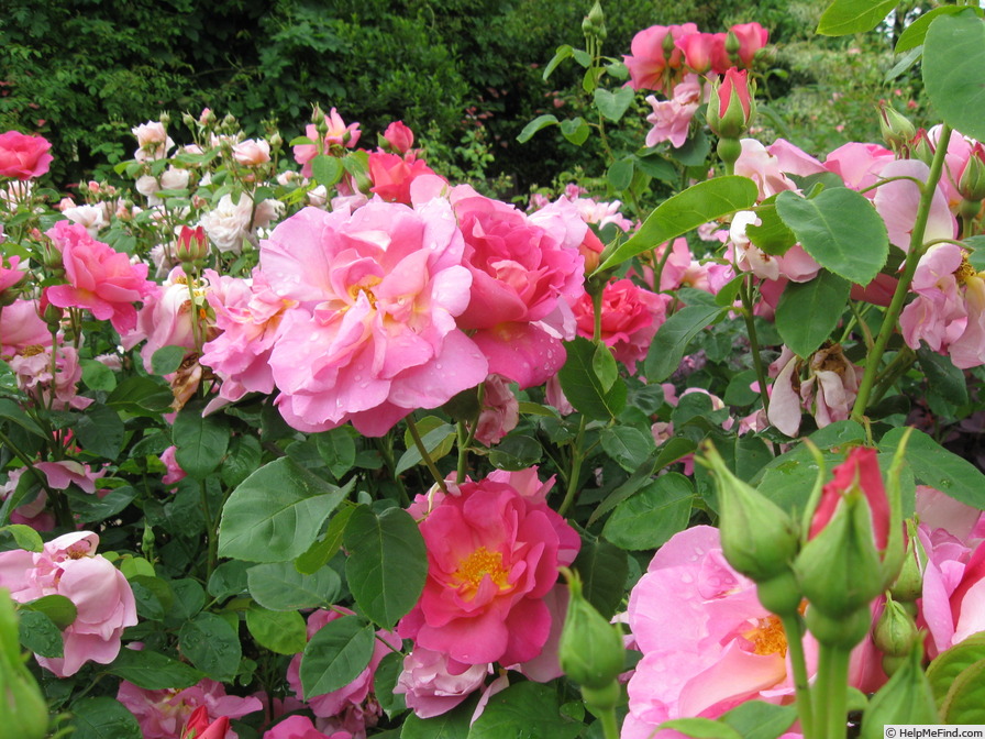'Herbalist' rose photo