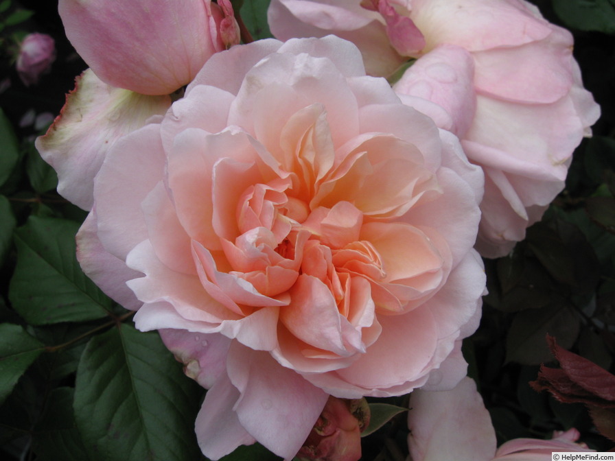'Pink Gruss an Aachen (floribunda, Kluis, 1929)' rose photo