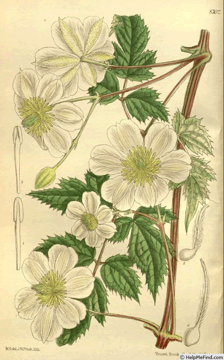 'C. fargesii var. souliei' clematis photo