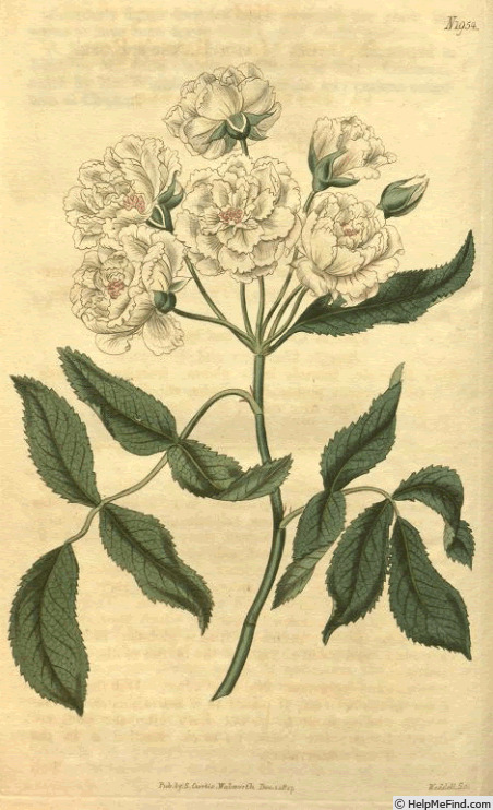 'Lady Banks Rose' rose photo
