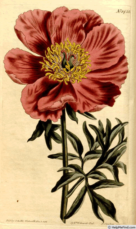 '<i>P. humilis</i> Retz. Synonym' peony photo