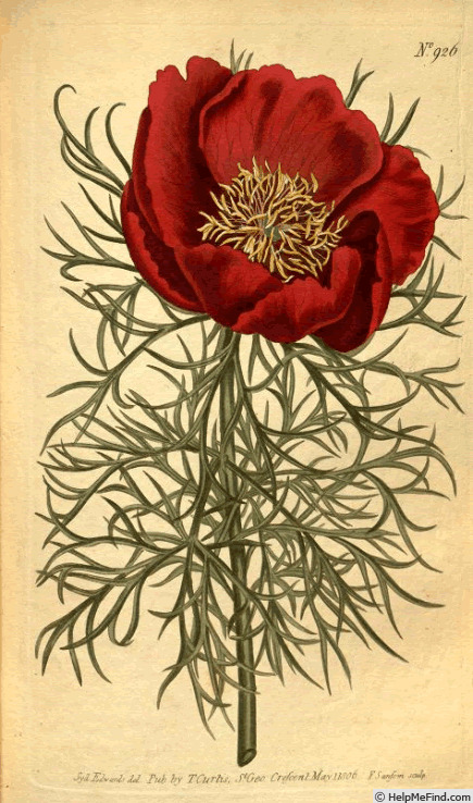 'P. tenuifolia' peony photo