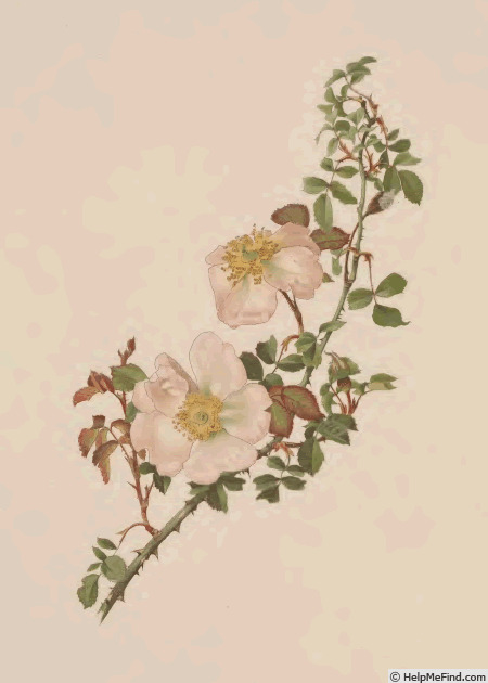 'R. polliniana' rose photo