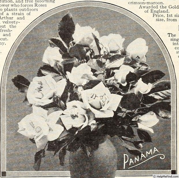 'Panama (hybrid tea, Cook, 1913)' rose photo