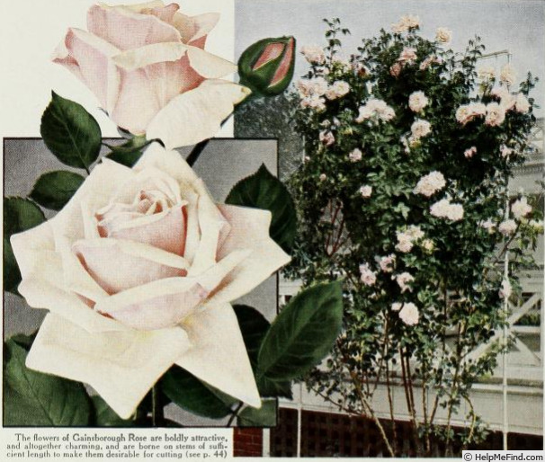 'Gainsborough' rose photo