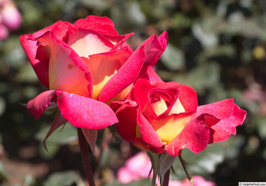 'Fiona’s Wish' rose photo