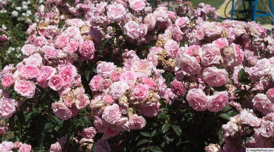 'In the Pink (floribunda, Ryan, 1988)' rose photo