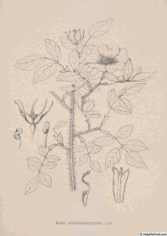 '<i>Rosa korsakoviensis</i> H. Lév. Synonym' rose photo