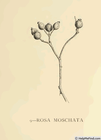 '<i>Rosa moschata</i> Herrm.' rose photo