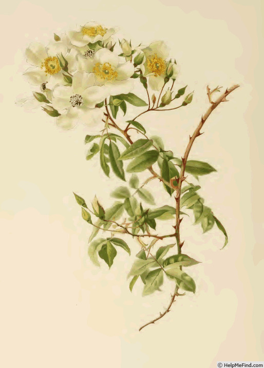 '<i>Rosa moschata</i> var. <i>nepalensis</i> Lindl.' rose photo