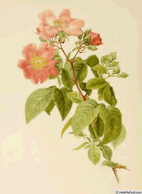 '<i>Rosa setigera</i> Michaux' rose photo