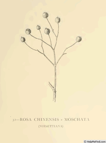 '<i>Rosa noisettiana</i> Bosc. Synonym' rose photo