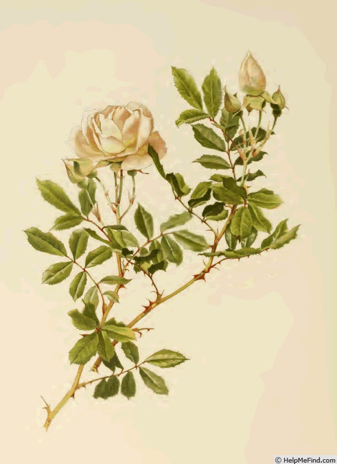 '<i>Rosa involucrata</i> Roxburgh ex Lindley synonym' rose photo