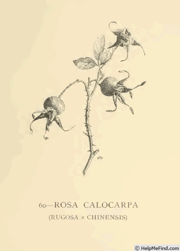'<i>Rosa</i> X <i>calocarpa</i> (André) Willmott' rose photo