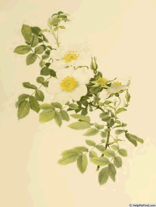 'Rosa virginiana alba' rose photo