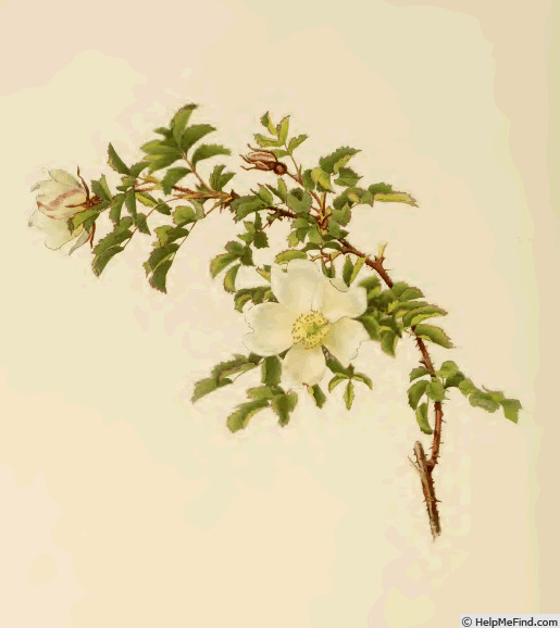 '<i>Rosa spinosissima</i> L.' rose photo