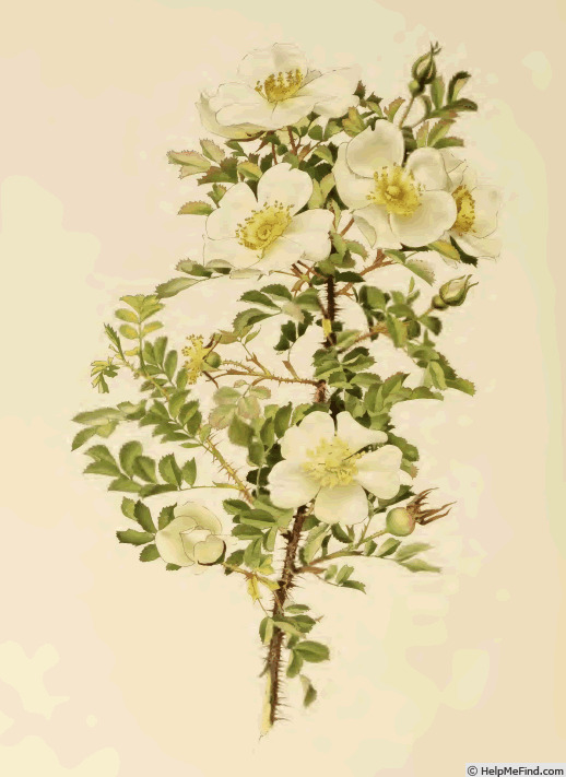 '<i>Rosa spinosissima</i> var. <i>myriacantha</i> Koehne  Synonym' rose photo