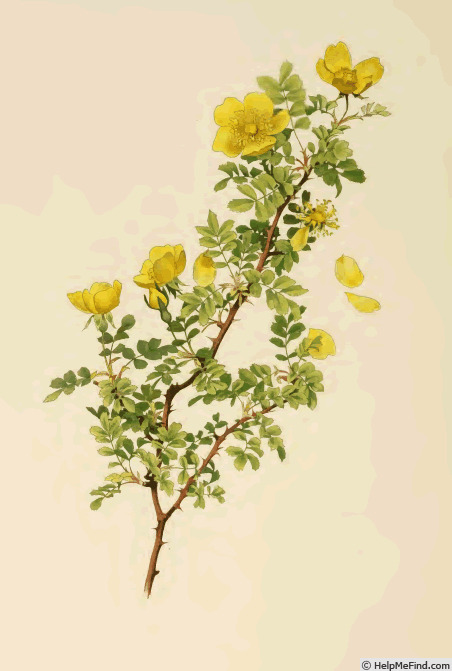 '<i>Rosa xanthina</i> f. <i>normalis</i> Rehder & E.H. Wilson' rose photo