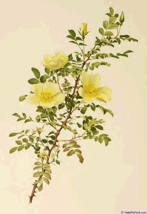 '<i>Rosa hugonis</i> Hemsl. synonym' rose photo