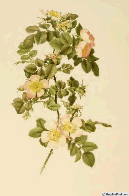 '<i>Rosa X hibernica</i> Templeton' rose photo